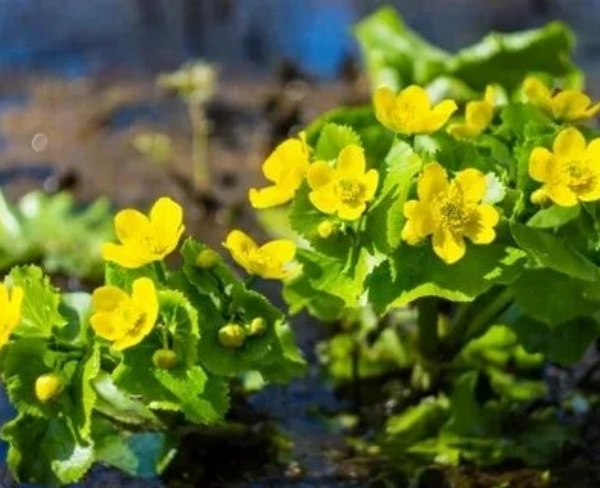 沼澤金盞花