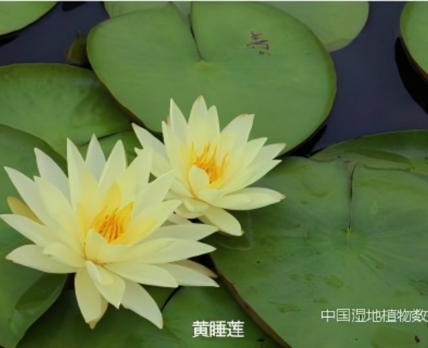 黃睡蓮