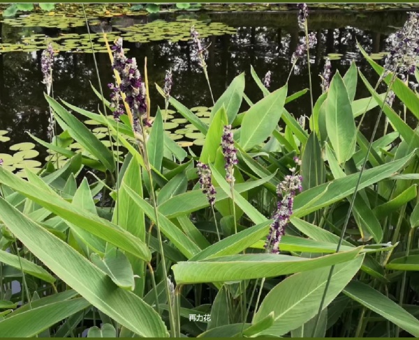 再力花