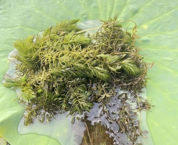 金魚藻