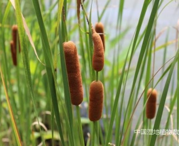 香蒲