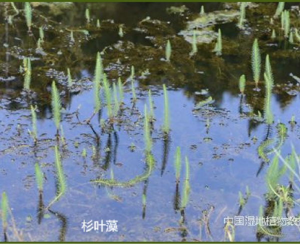 杉葉藻