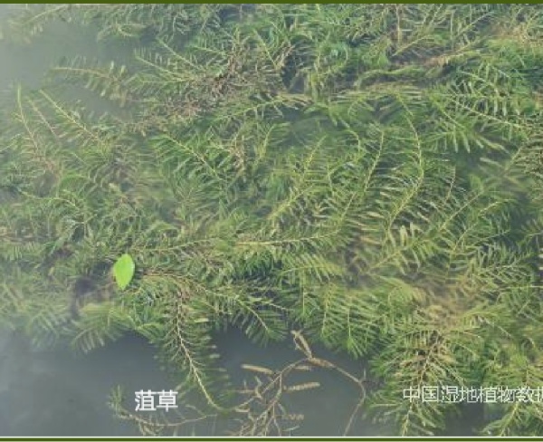 菹草