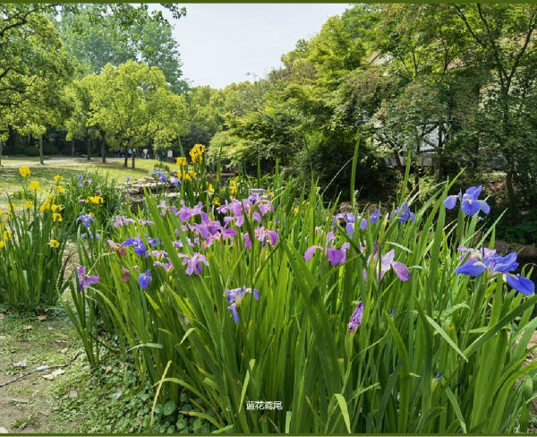 藍花鳶尾