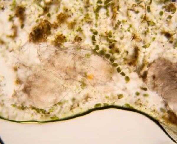 浮游生物