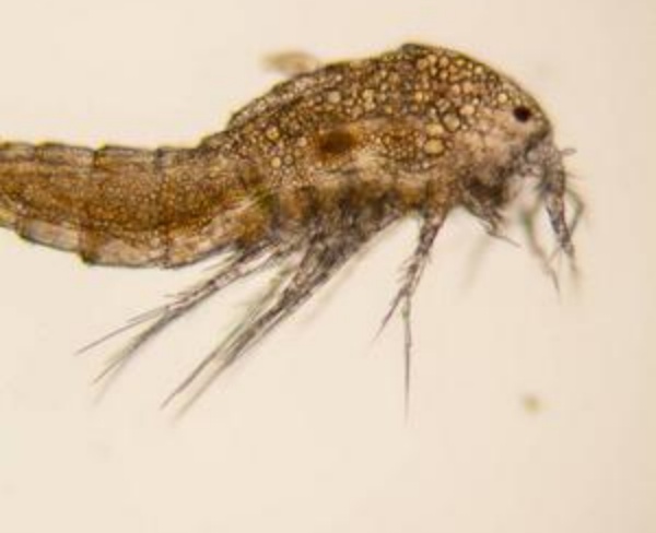 浮游生物
