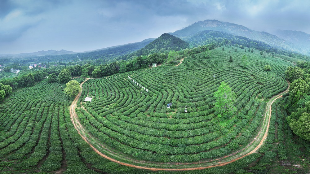 茶园实景