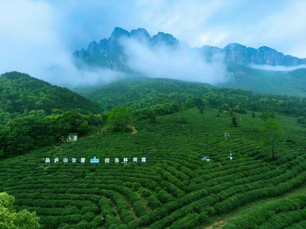 江西正宗旅游文创茶叶直销厂商如何选择：从产地到工艺的溯源指南