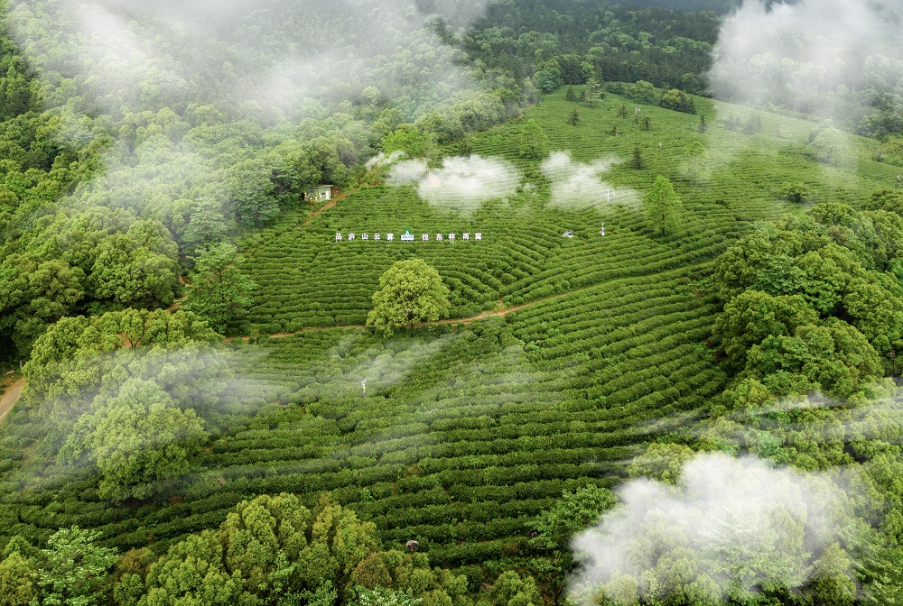 茶园实景