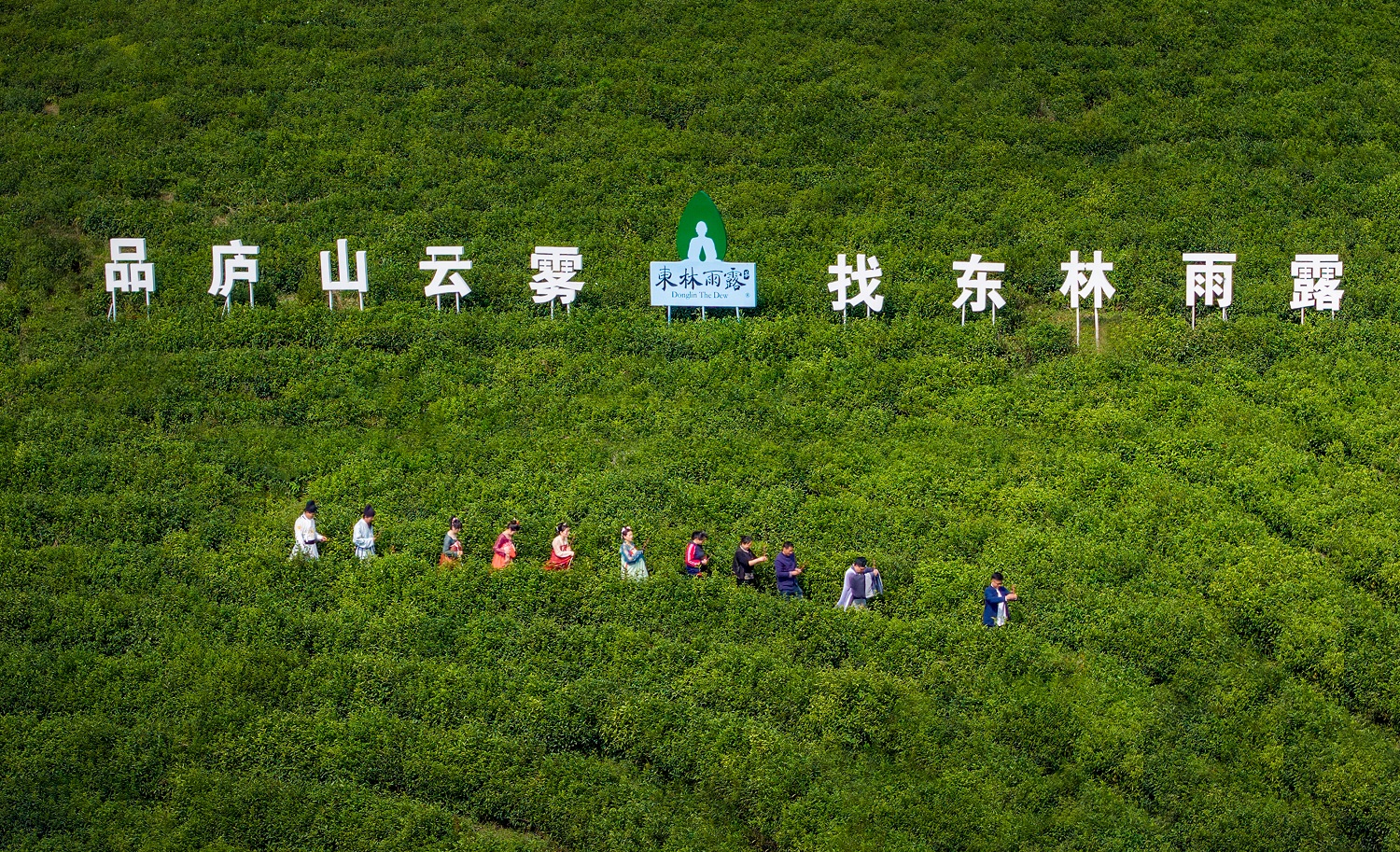 茶园实景