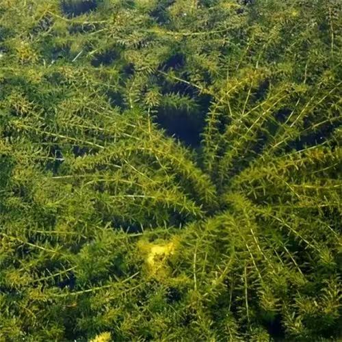 沉水植物