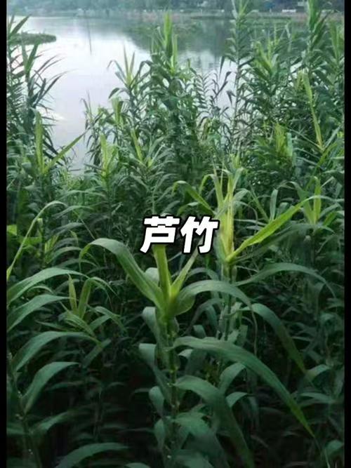 挺水植物