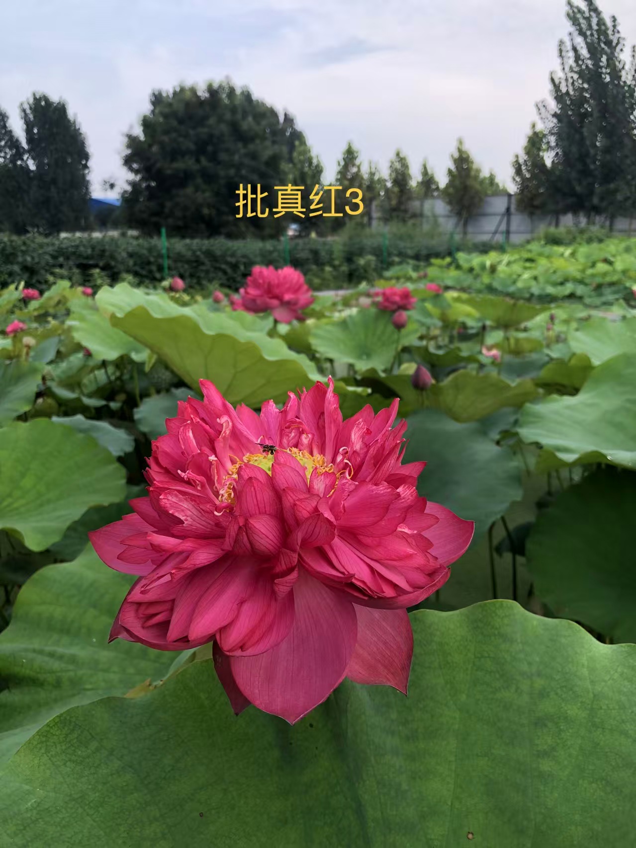 浮叶植物