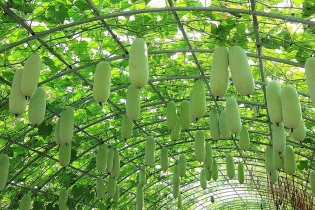 种植基地