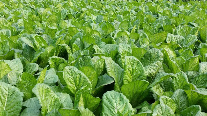 种植基地